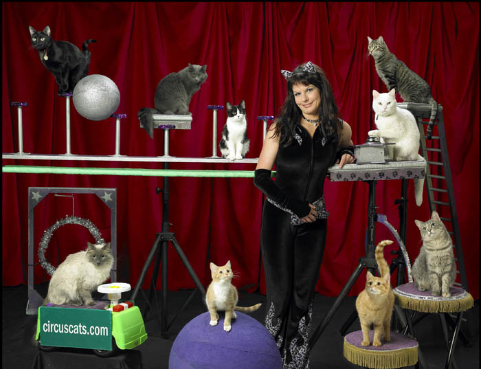 The Amazing Acro-Cats